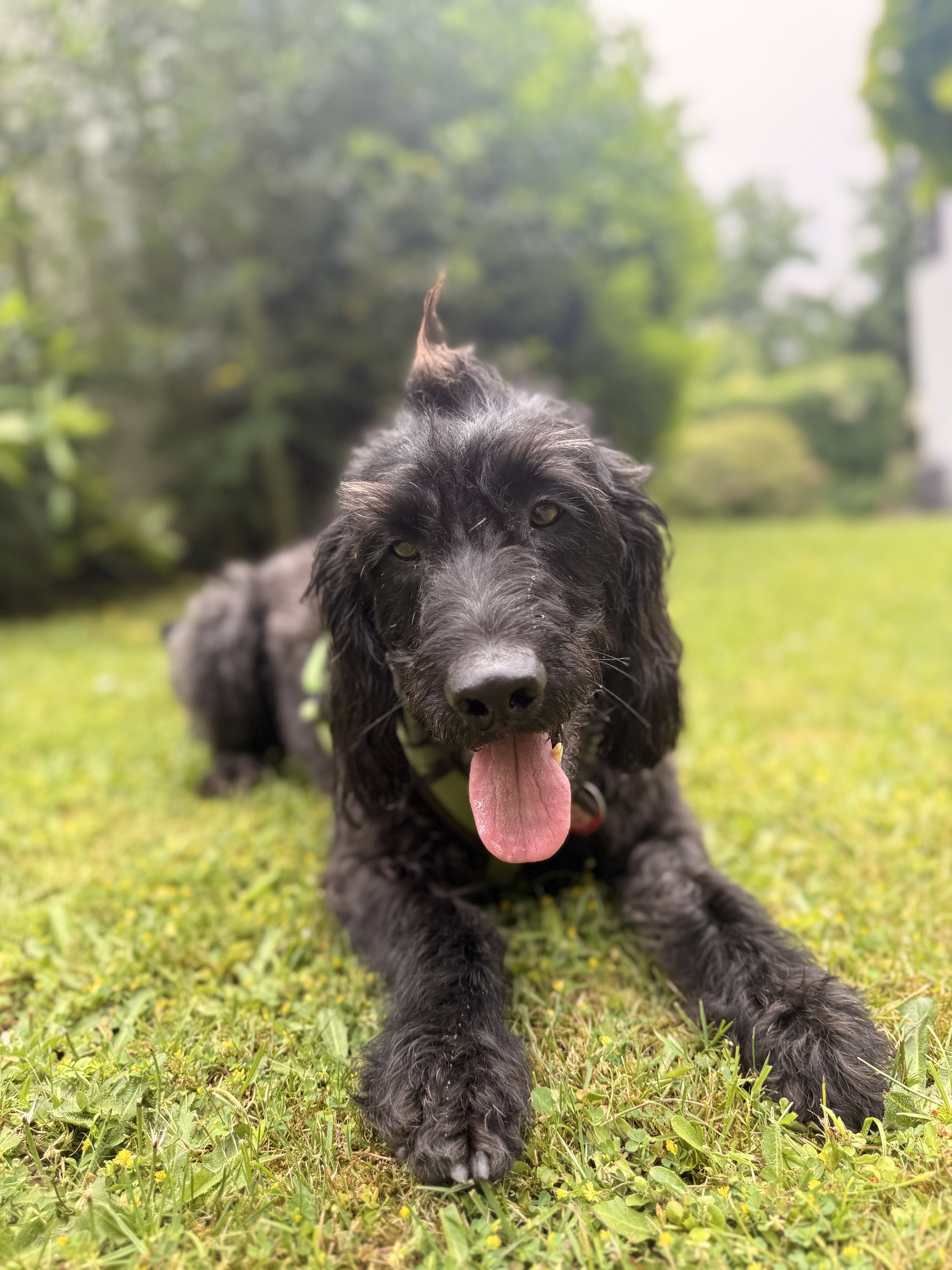 Charlie – Bürohund bei connect2k